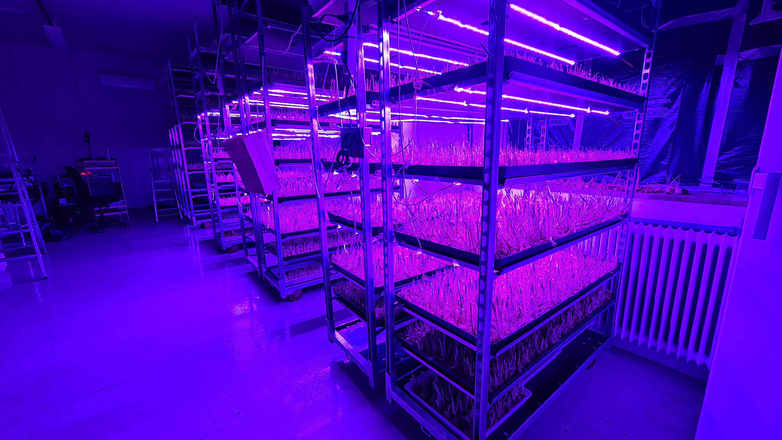 Pioneering precision farming: an inside peek at BlueRedGold's innovative saffron production.
