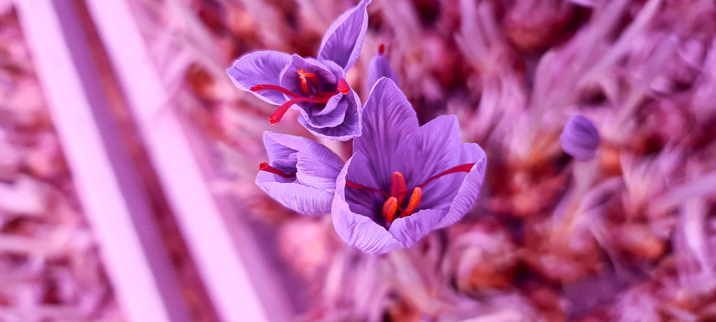 Swedish Saffron grown in a controlled environment for premium quality